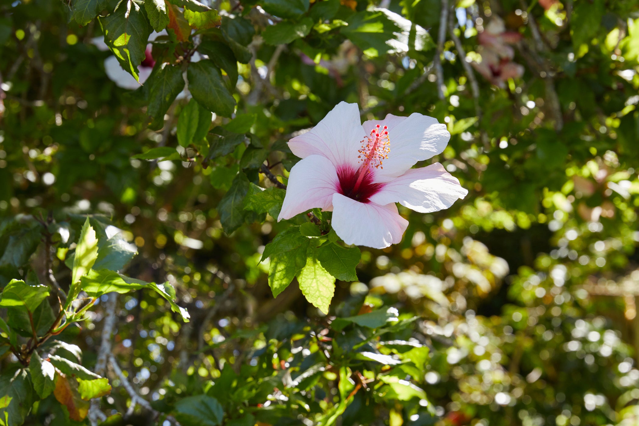 Fiore di ibisco sull'albero