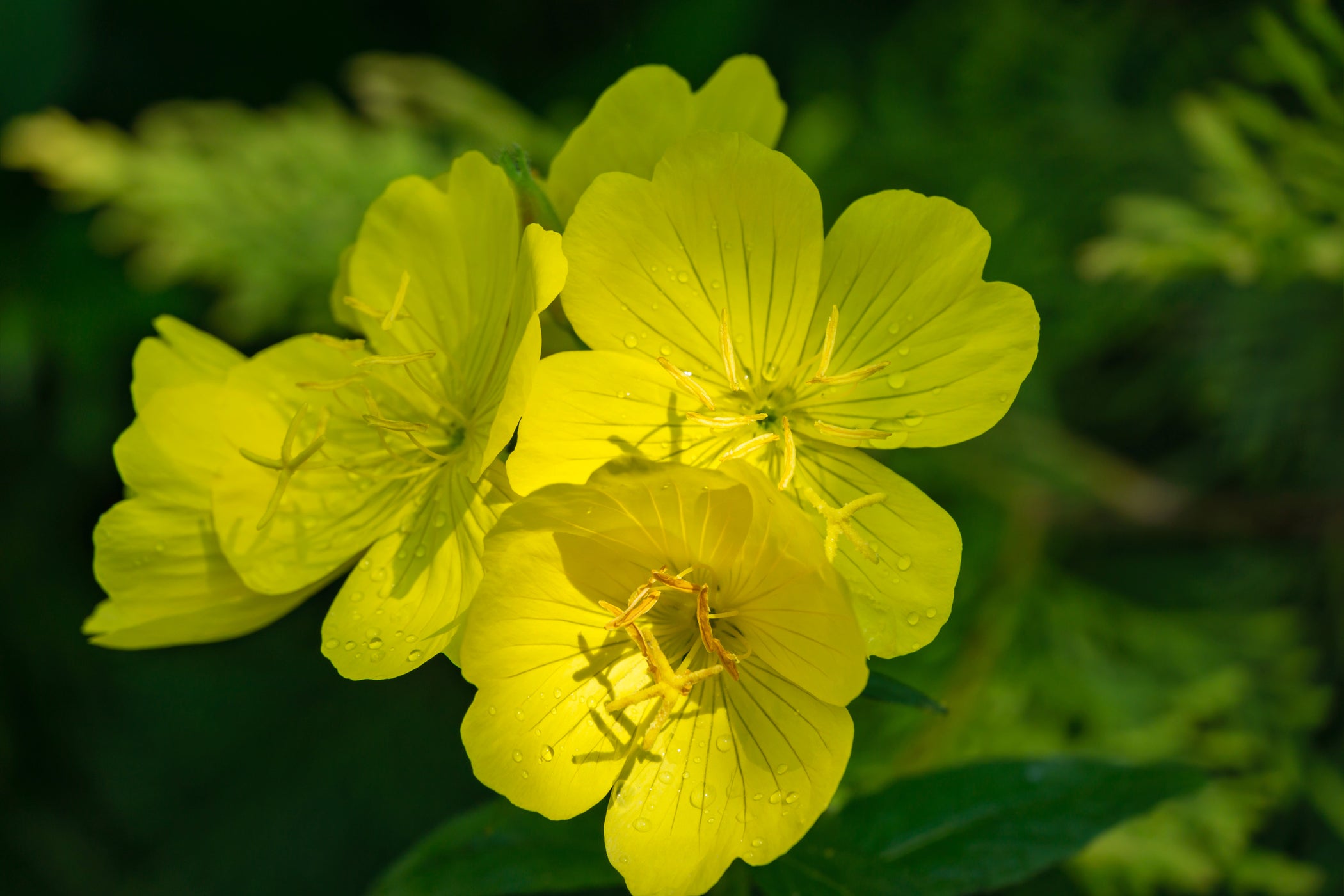 Enotera bio
