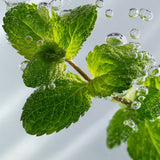 lavera Shampoo Fresh & Clear