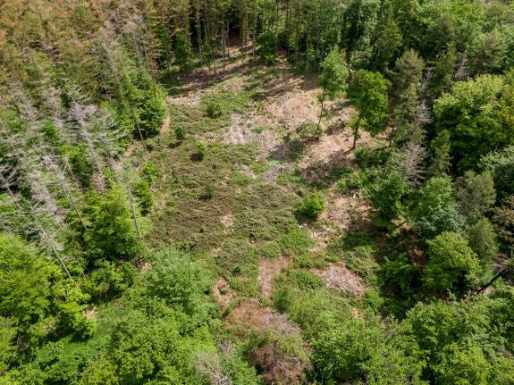 Ripresa con drone: radura nel bosco con area spoglia, circondata da foresta verde