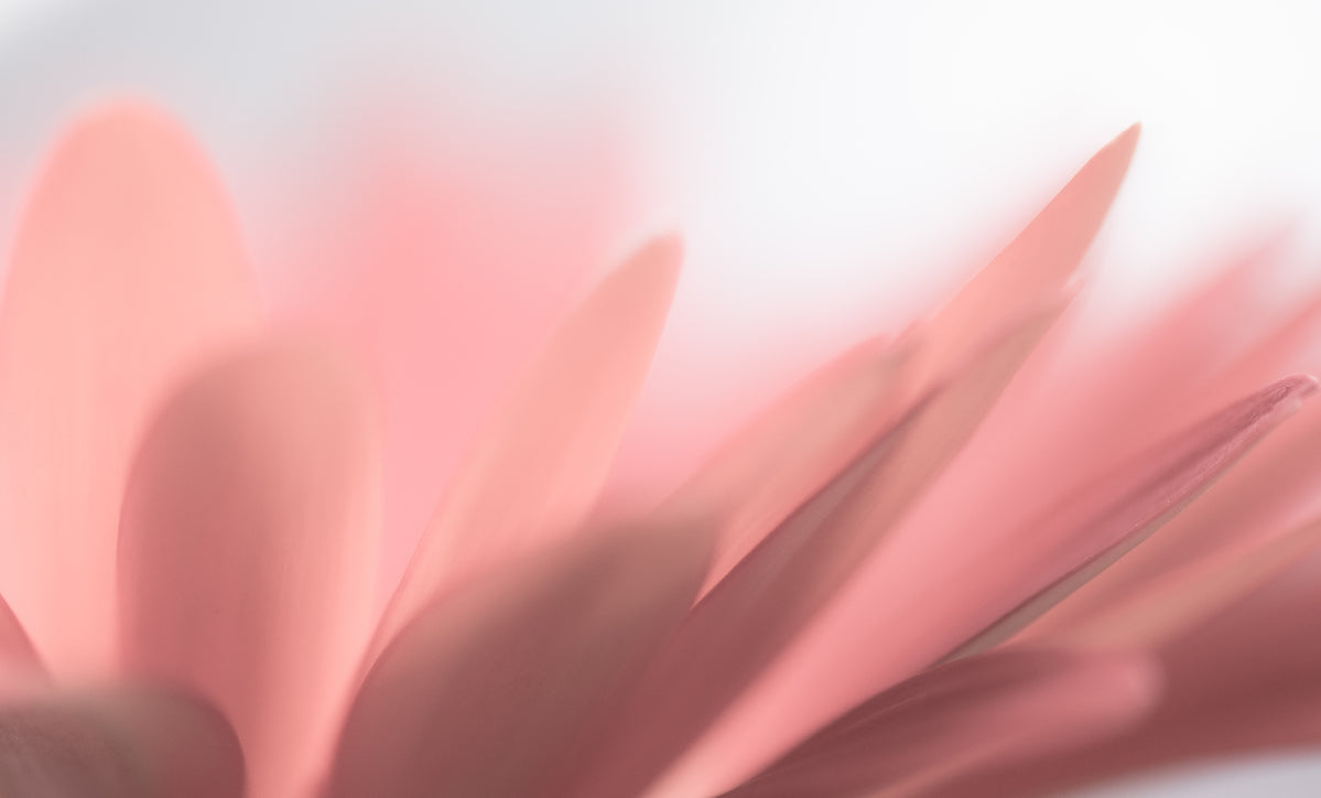 Primo piano petali rosa