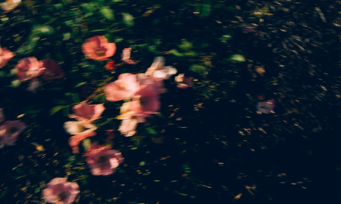 Prato scuro di fiori con fiori rosa in sfocatura suggestiva