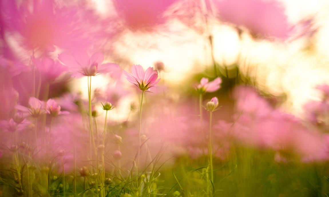 Prato fiorito rosa alla calda luce del sole