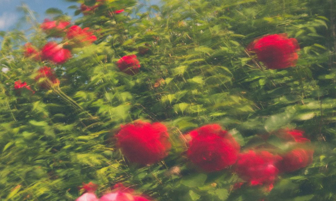 Rose rosse in verde rigoglioso con messa a fuoco morbida