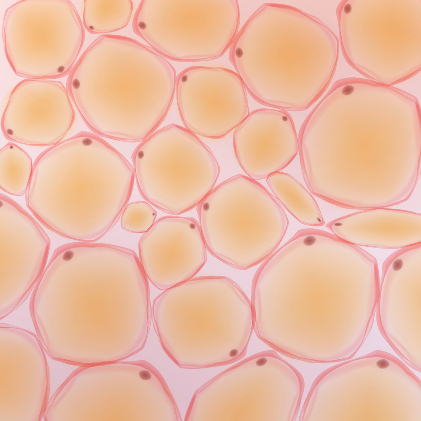 Primo piano cellule adipose colorate