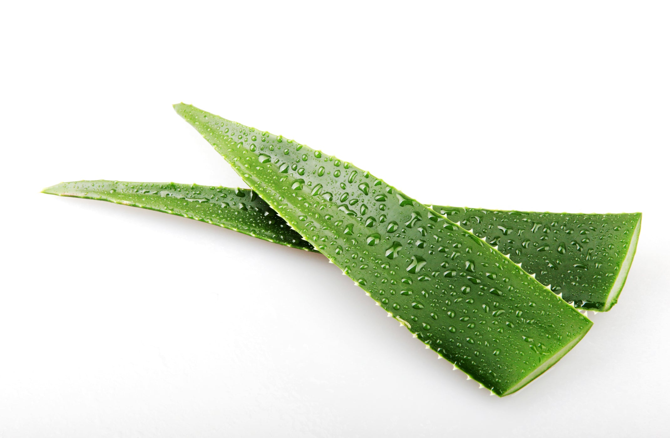 Aloe Vera Detailaufnahme weißer Hintergrund
