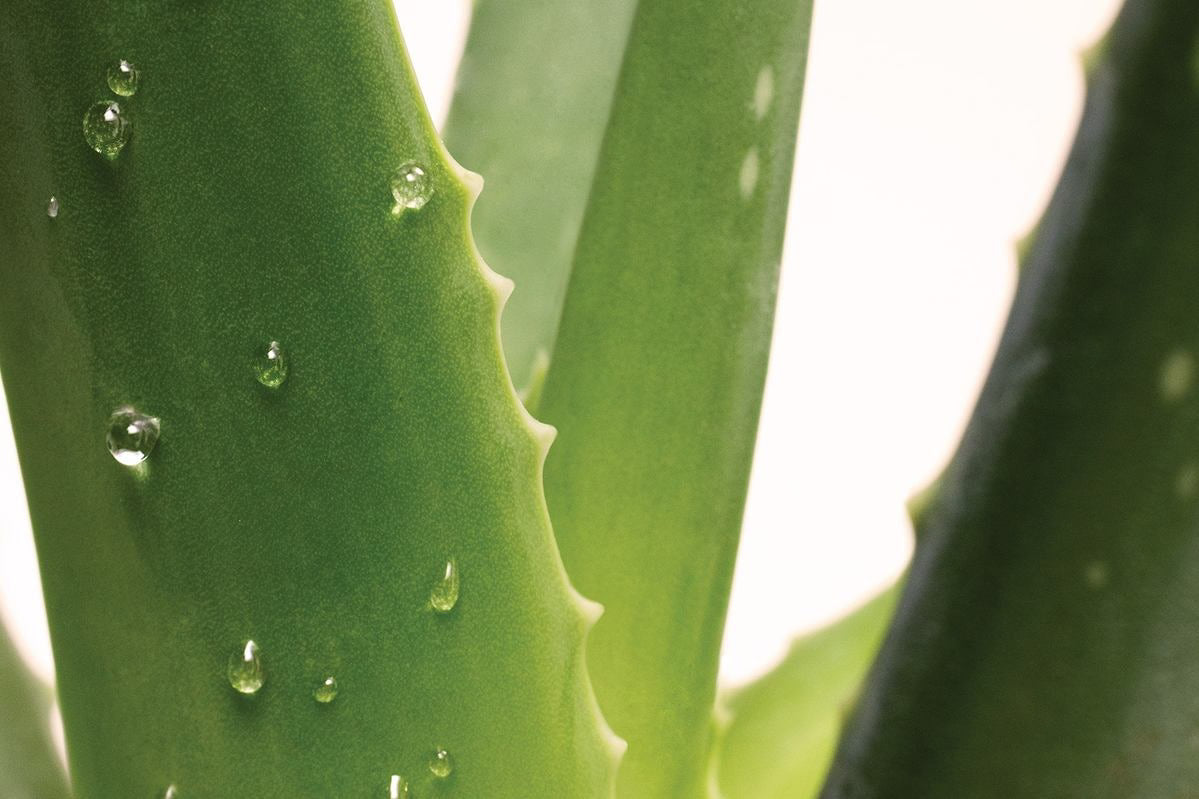Primo piano aloe vera