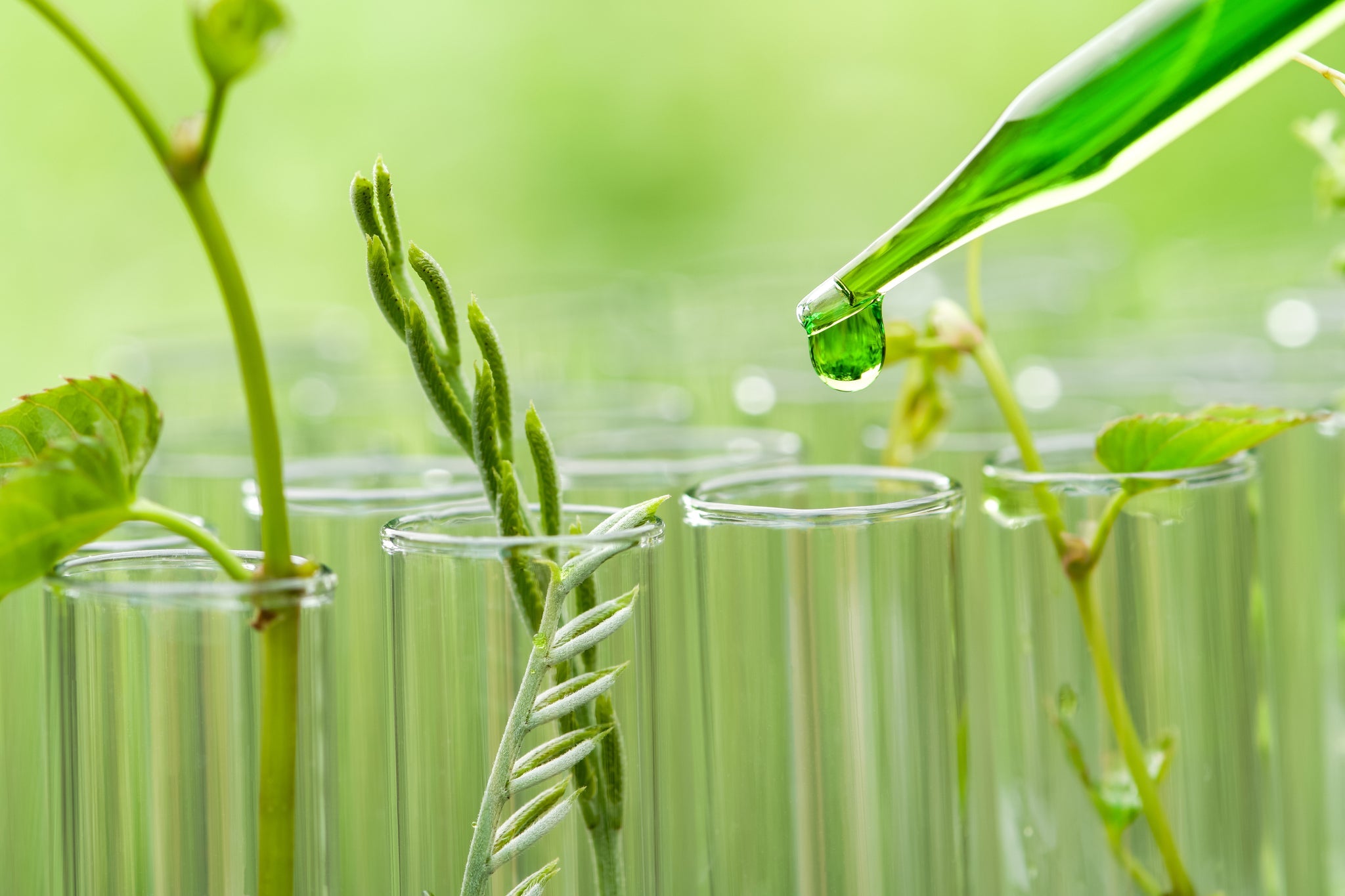 Pipette mit grünem Tropfen über Reagenzgläsern mit Pflanzen im Labor.