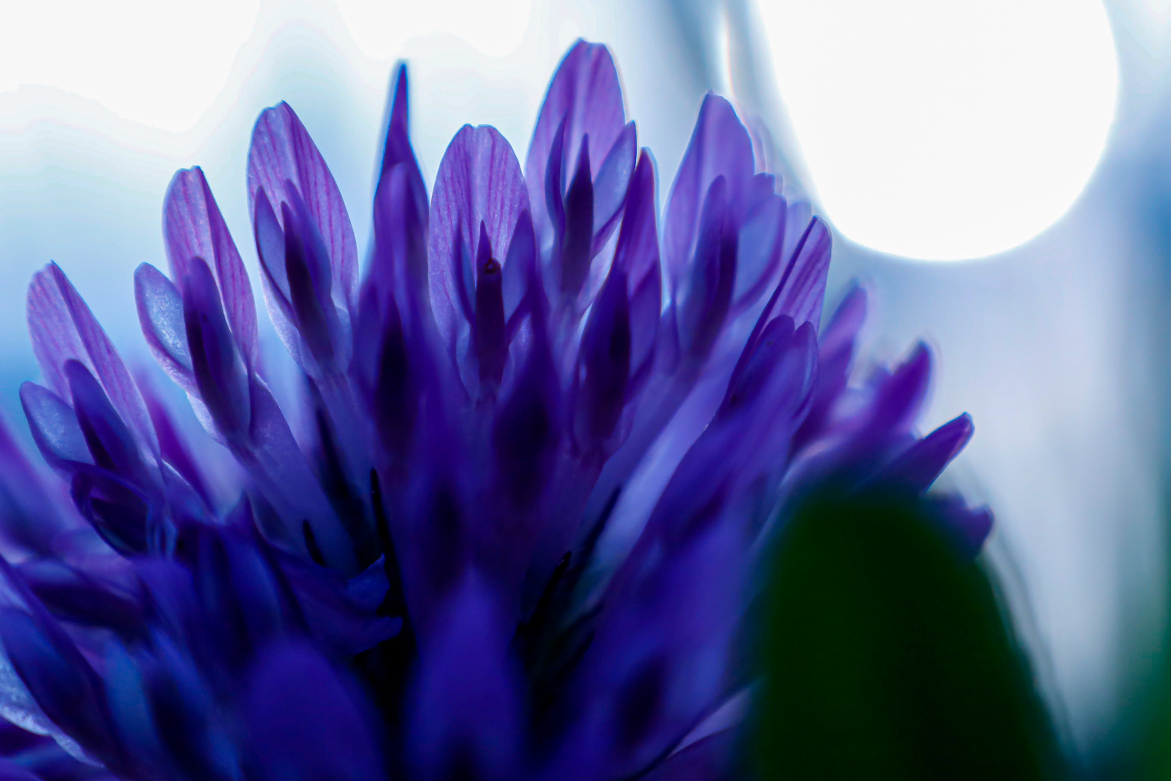 fiore di bakuchiol viola scuro in primo piano