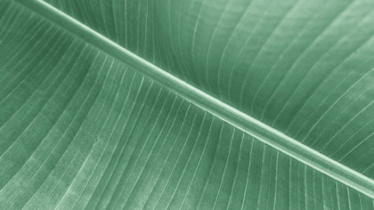 Alga biologica