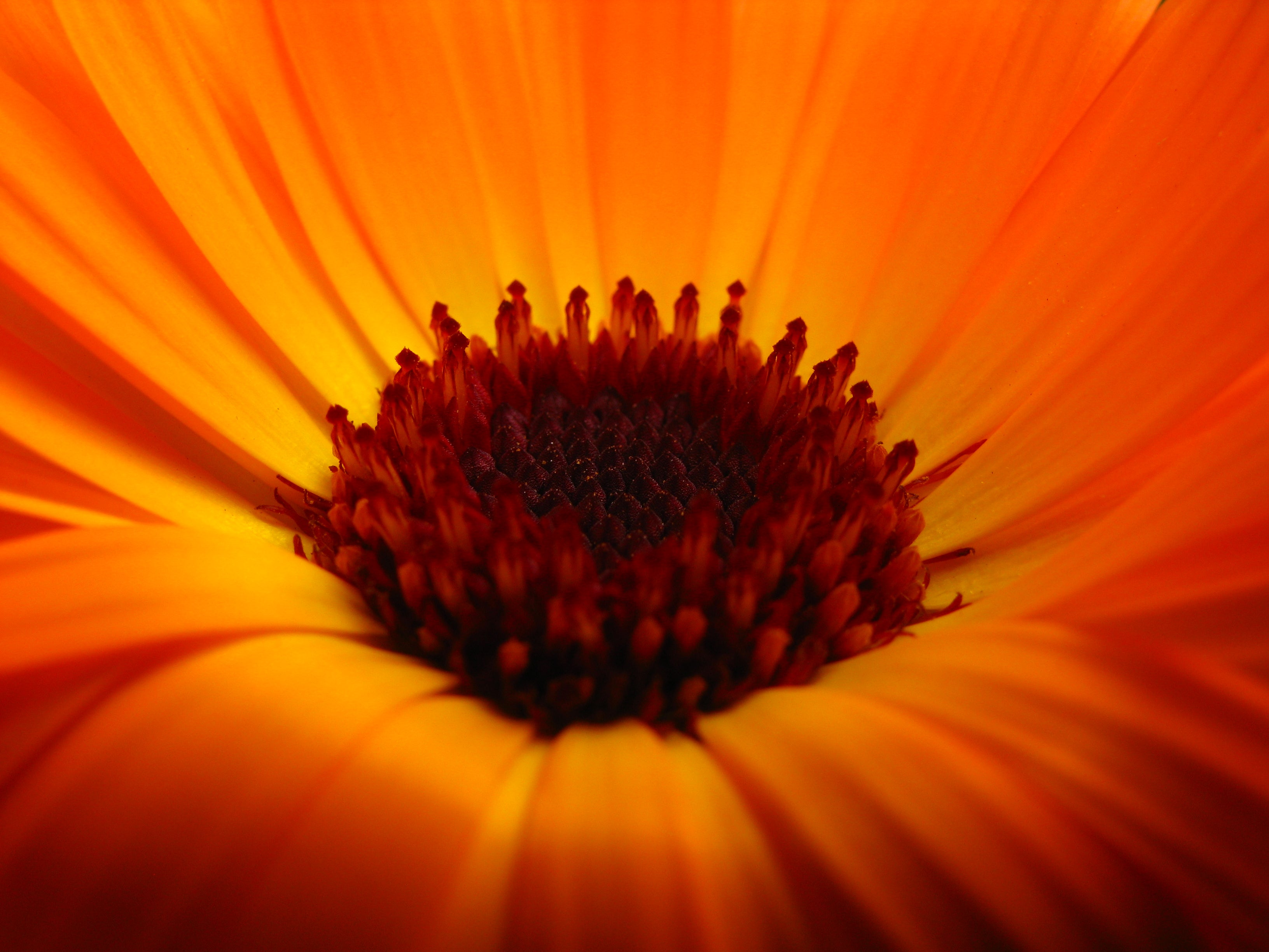 Primo piano fiore di calendula
