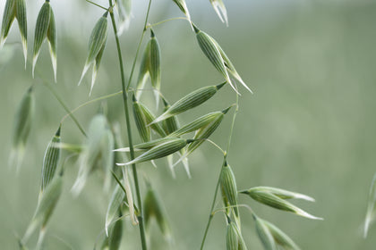 Avena biologica