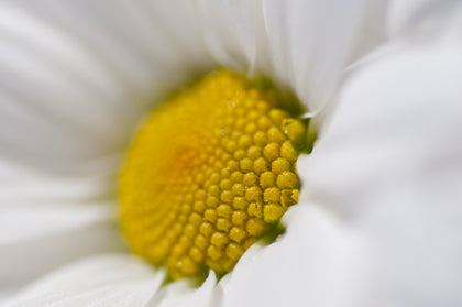 Camomilla biologica