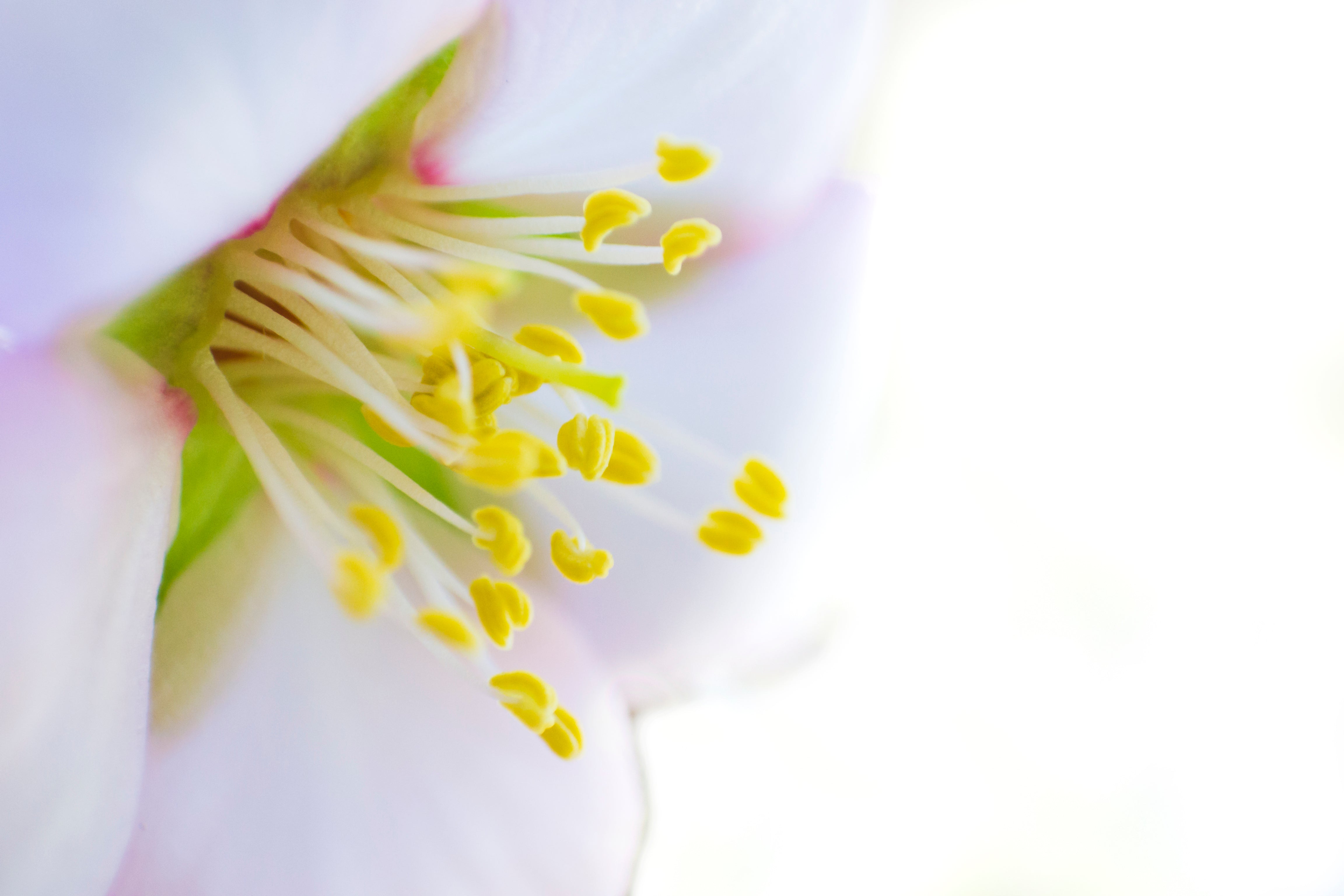 Fiore di mandorlo in primo piano