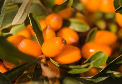 Estratto biologico di olivello spinoso