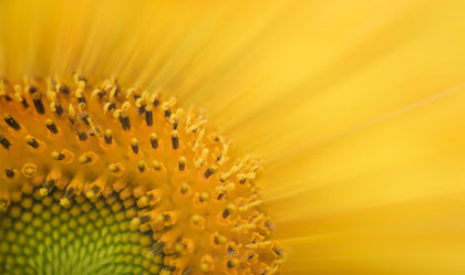 Olio di girasole biologico