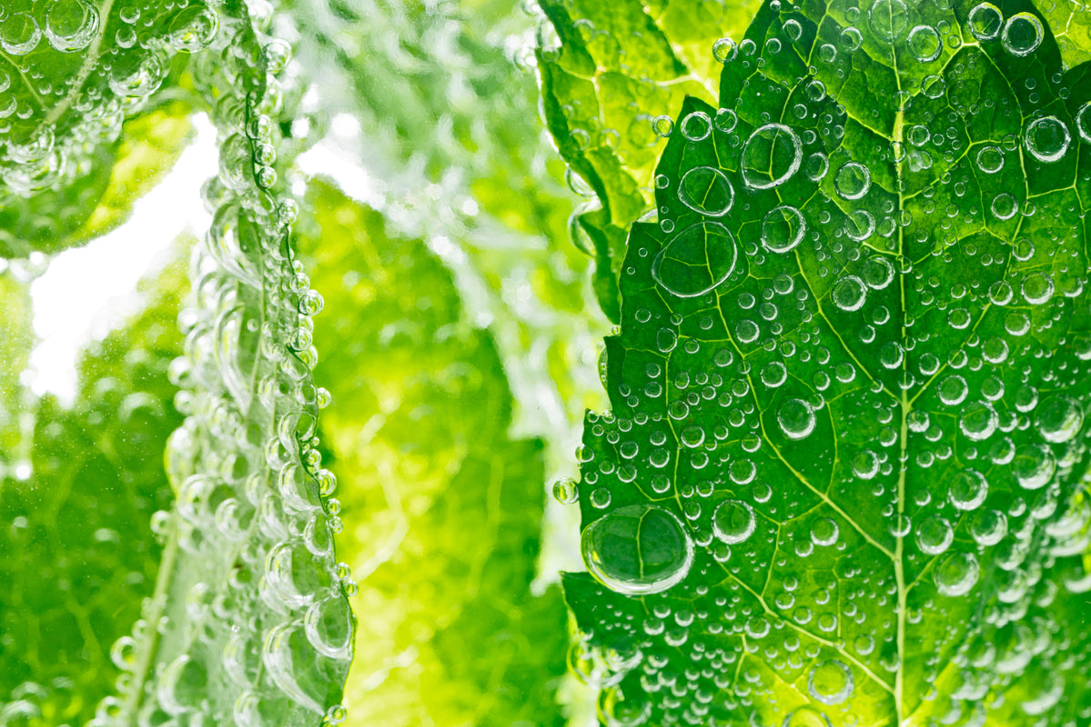 frische Minzblätter unter Wasser mit Luftbläschen