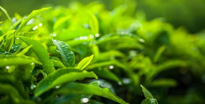 Tè verde biologico