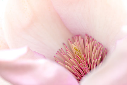 Estratto di fiori di magnolia