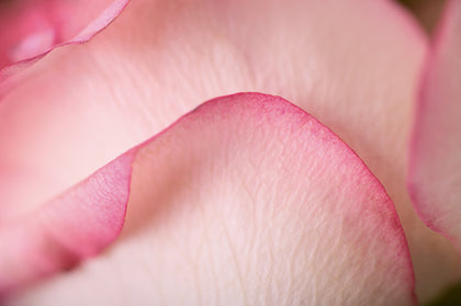 Peonia