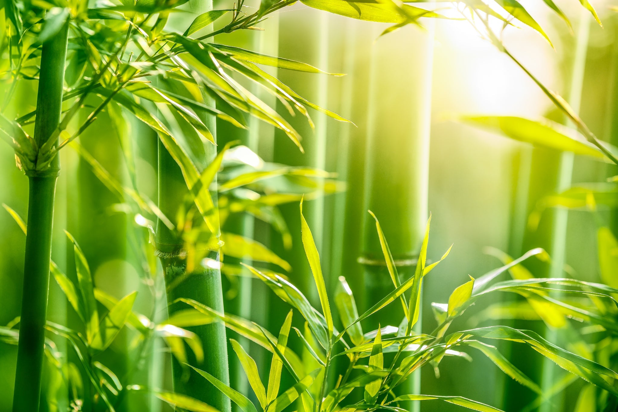 Foresta di bambù illuminata dal sole con verde intenso.
