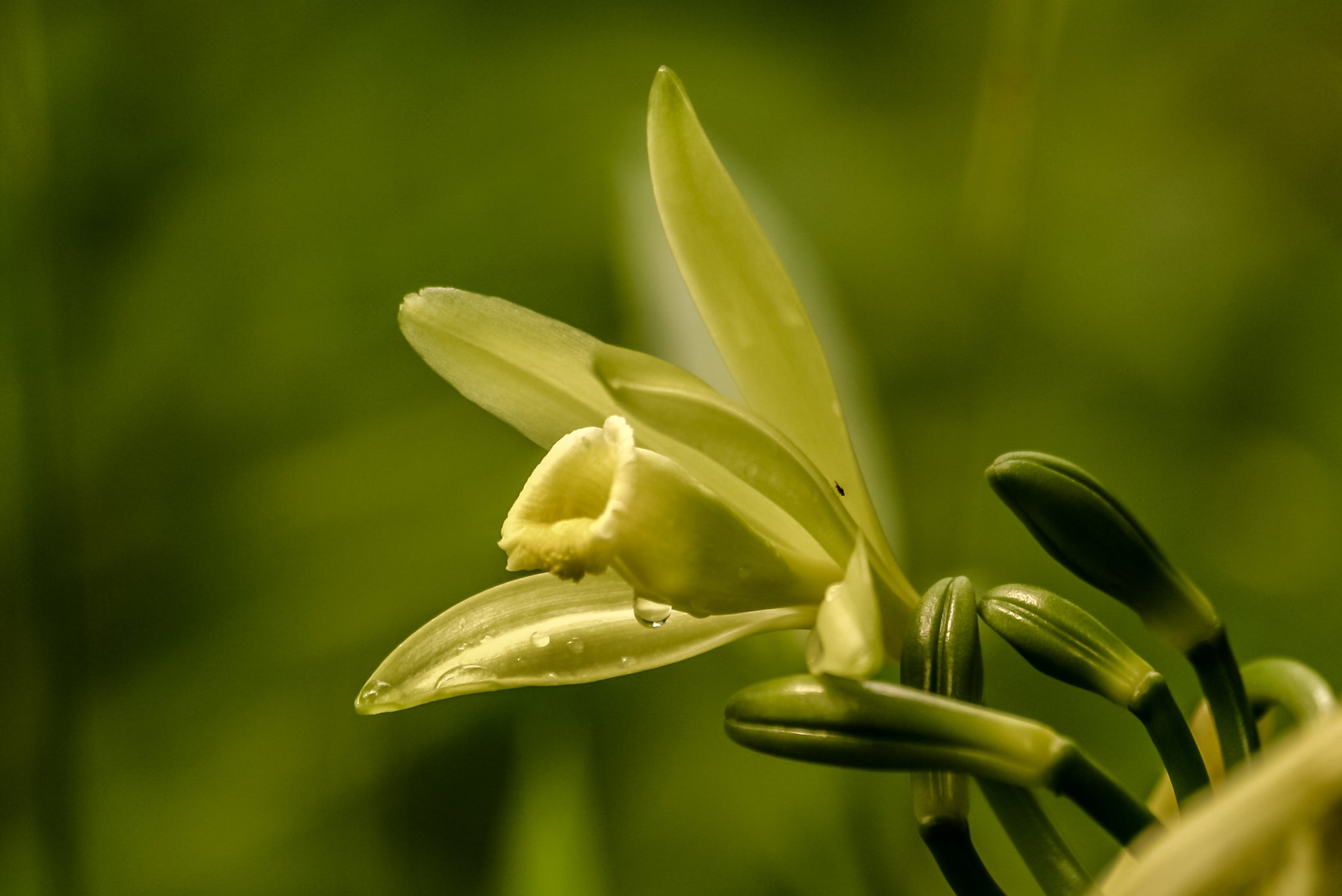Nahaufnahme einer Vanilleblüte mit Tautropfen, noch an der Pflanze wachsend.