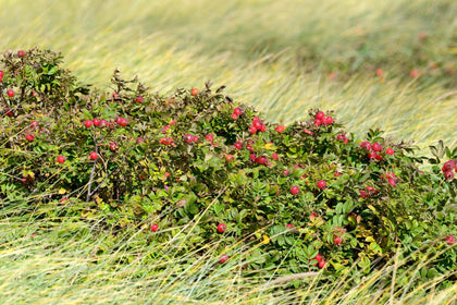 Rosa selvatica biologica