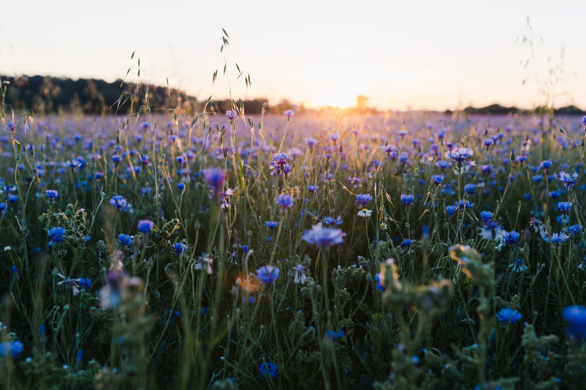 Fiori sul prato con tramonto