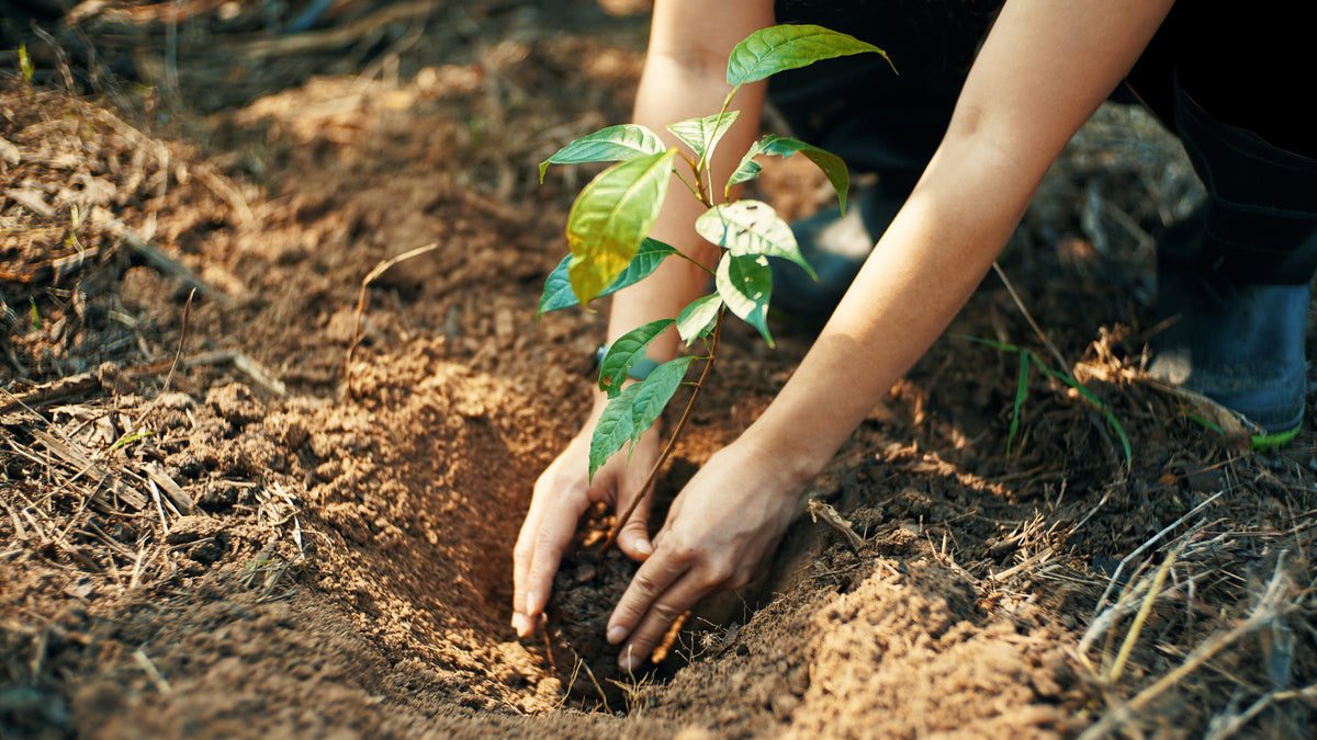 Persona pianta un albero e sistema la piantina nella terra
