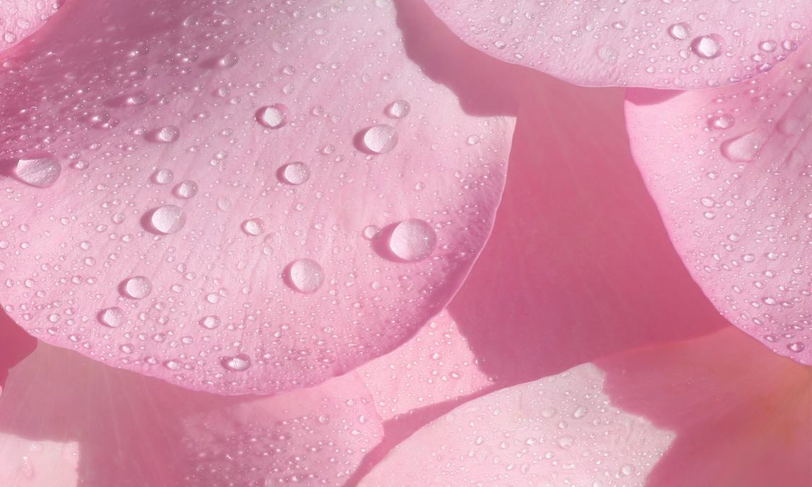 Petali di rosa rosa con delicate gocce d'acqua