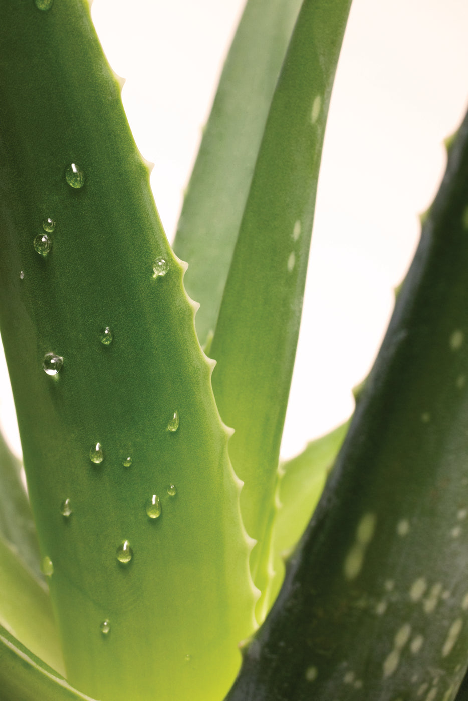 Primo piano di foglie fresche di Aloe Vera con gocce d'acqua
