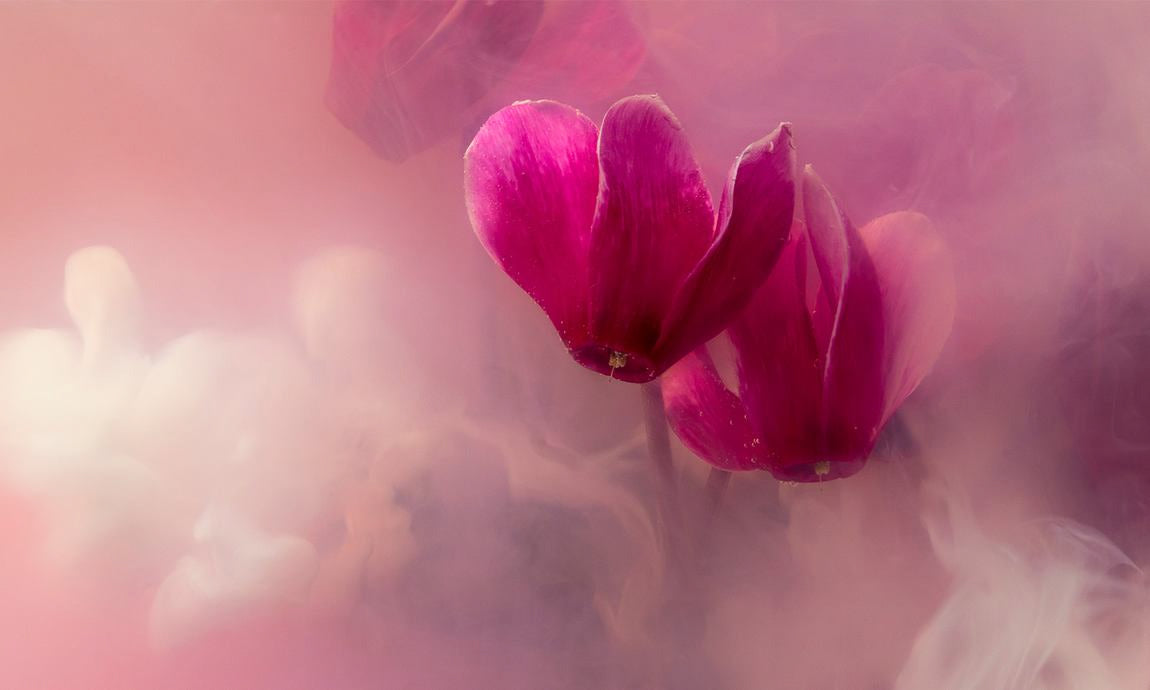 Fiori violetti nella nebbia con morbida atmosfera luminosa