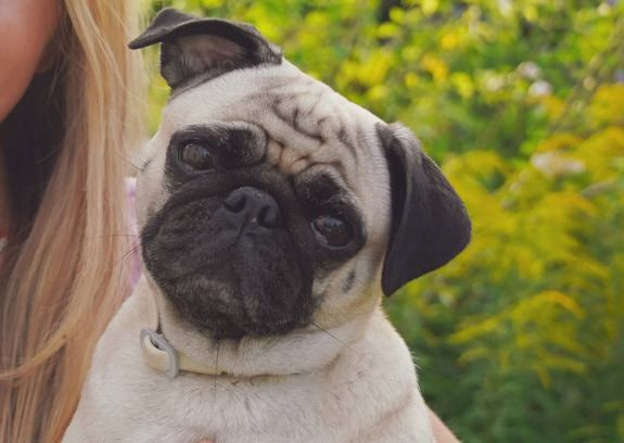 Carlino tenuto in braccio, primo piano del cane