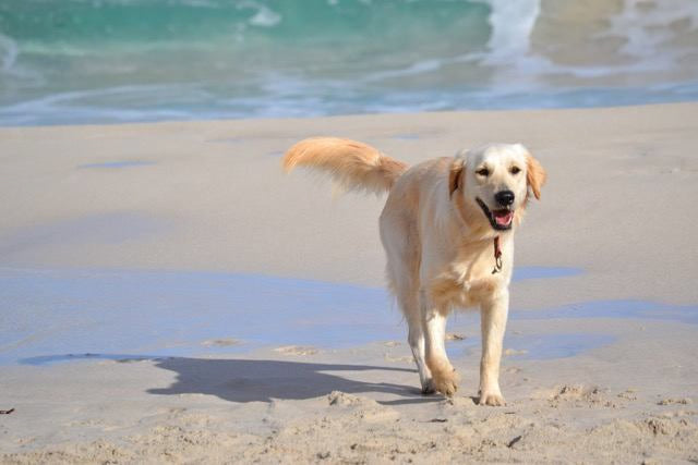 Cane corre lungo la spiaggia con mare sullo sfondo