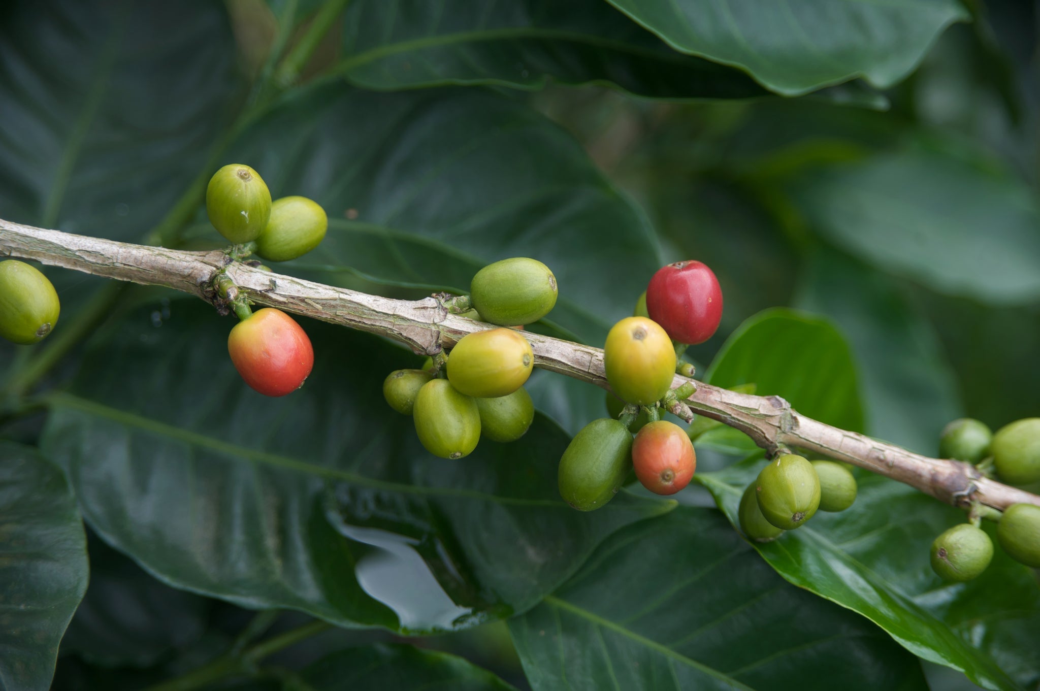 Kaffeepflanze mit reifenden Früchten in verschiedenen Farben von grün über gelb bis rot an einem Zweig.