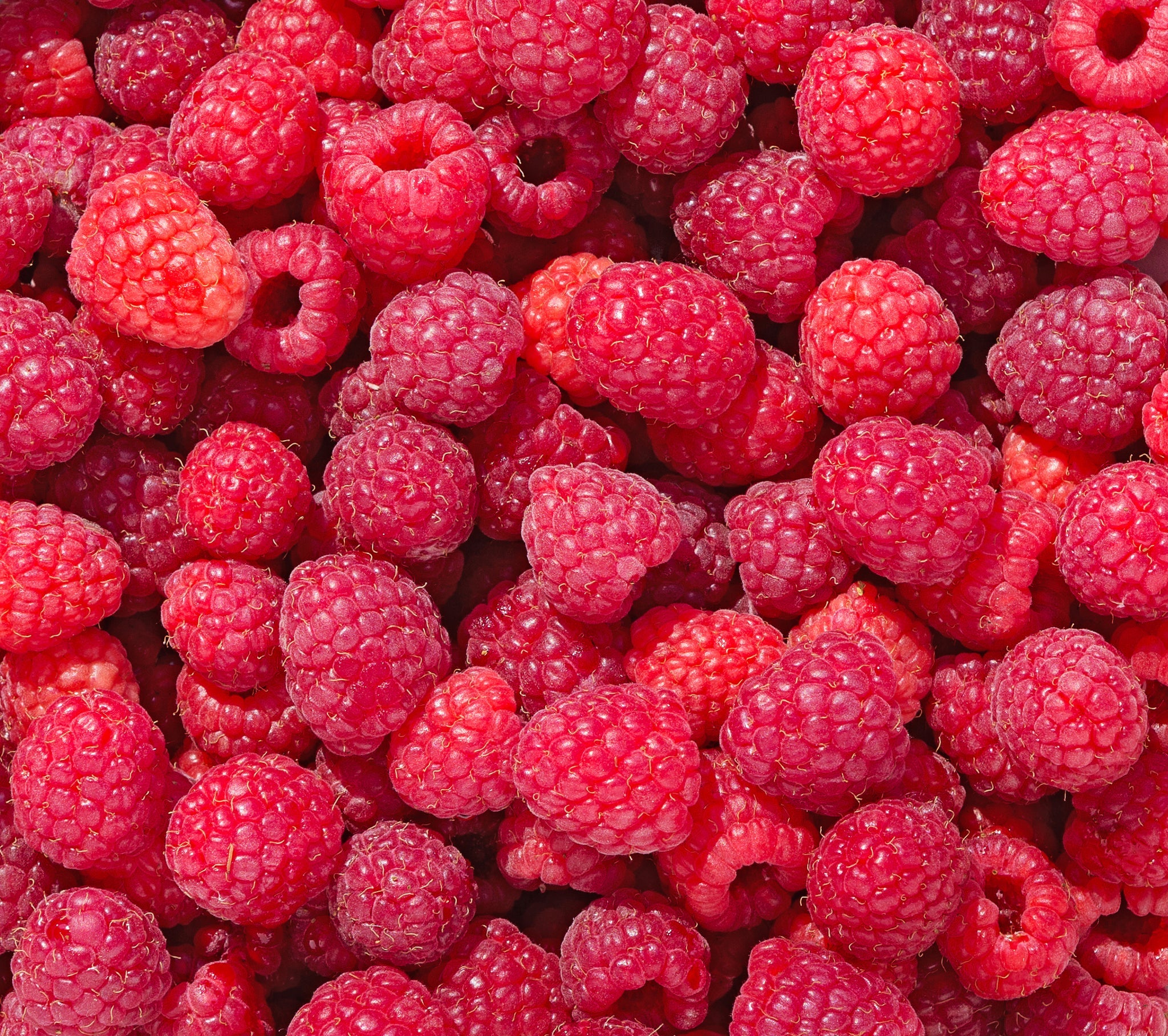 Viele reife Himbeeren in einer Nahaufnahme