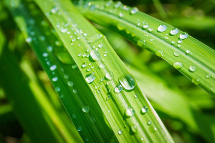 Bio-limone/lemongrass