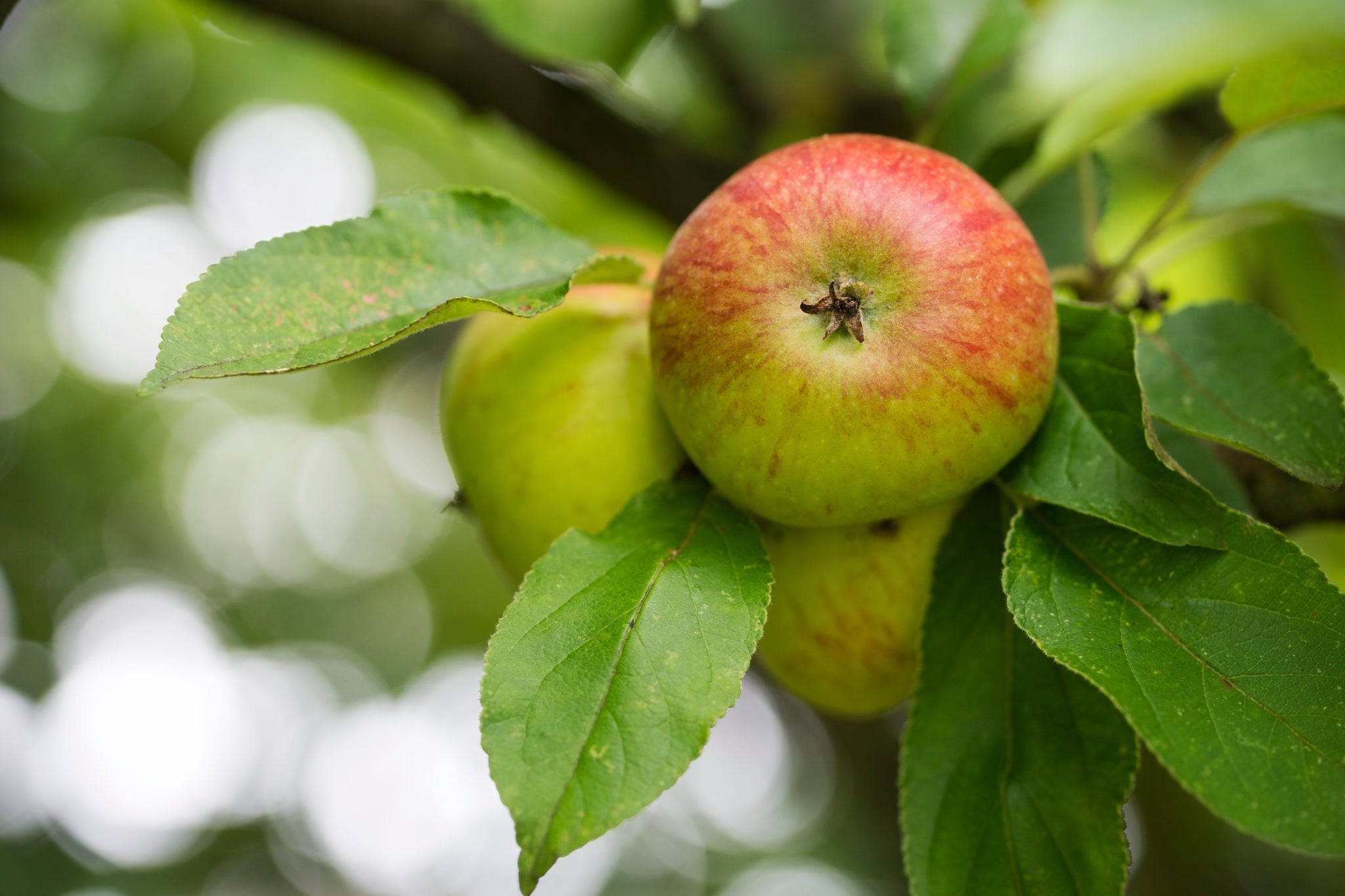 Reife Äpfel mit grüner und roter Schale hängen am Apfelbaum.