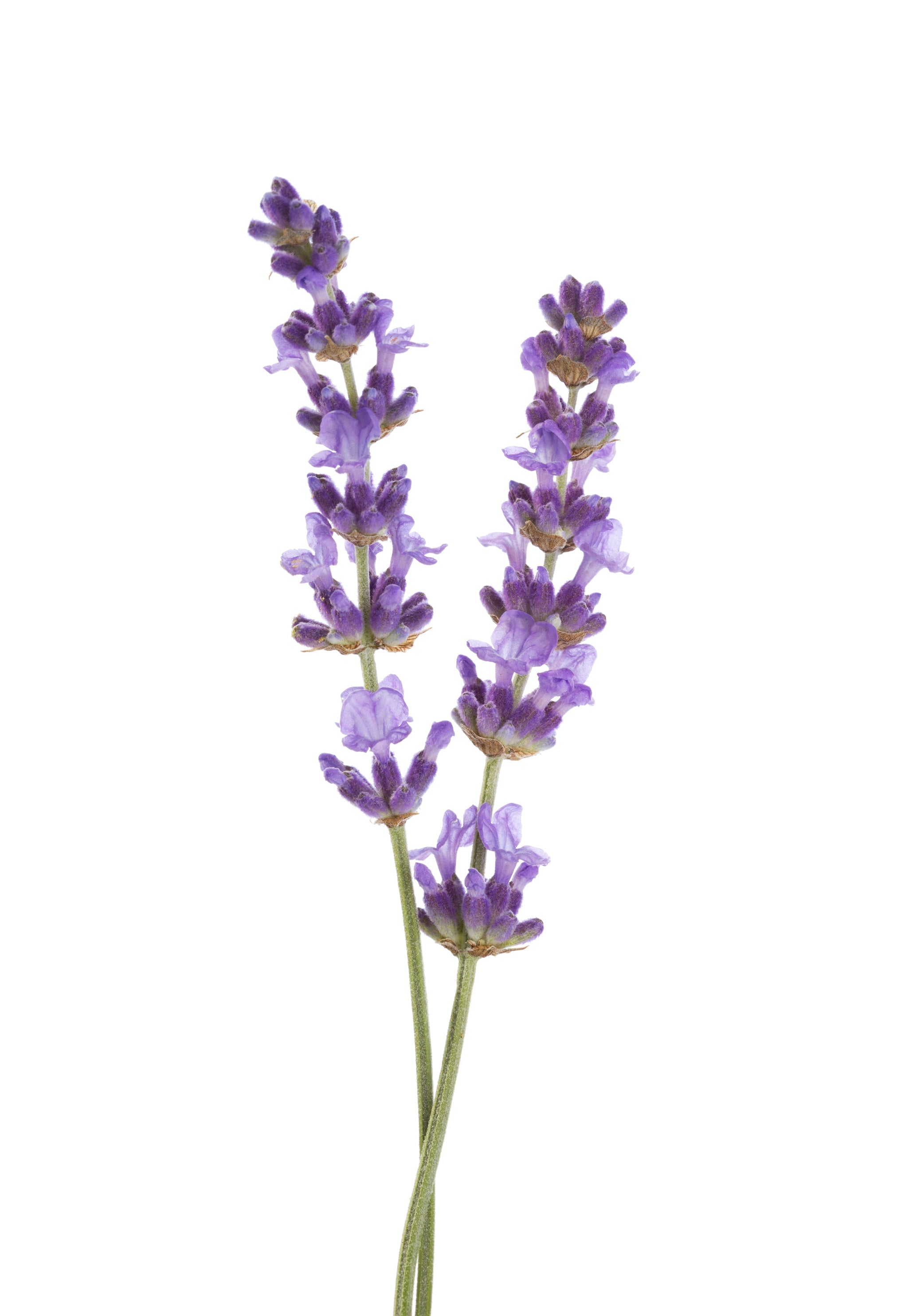 Zwei Lavendelblütenstiele mit violetten Blüten, isoliert auf weißem Hintergrund