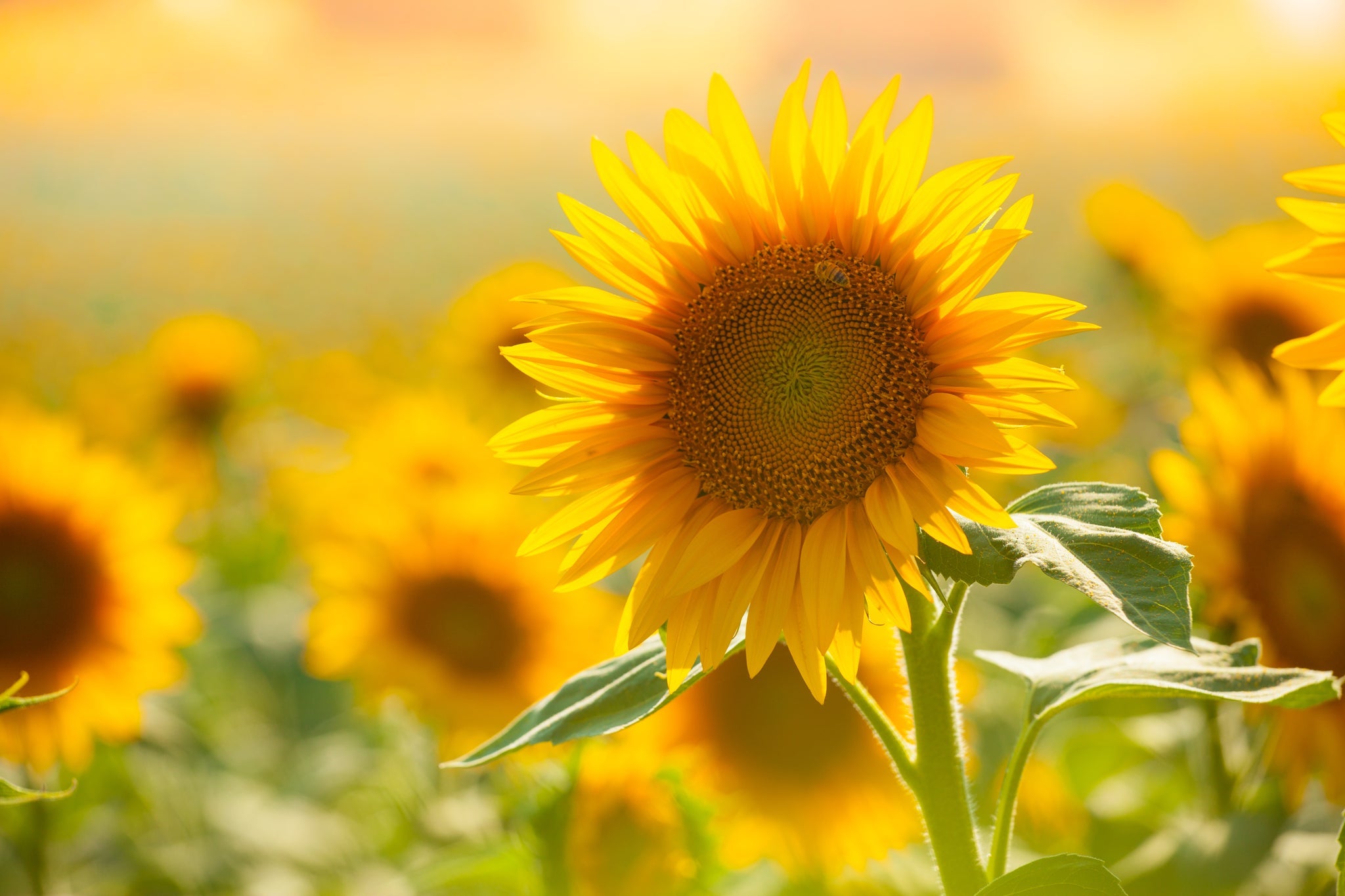Girasole in piena fioritura, circondato da un campo splendente nella luce estiva.