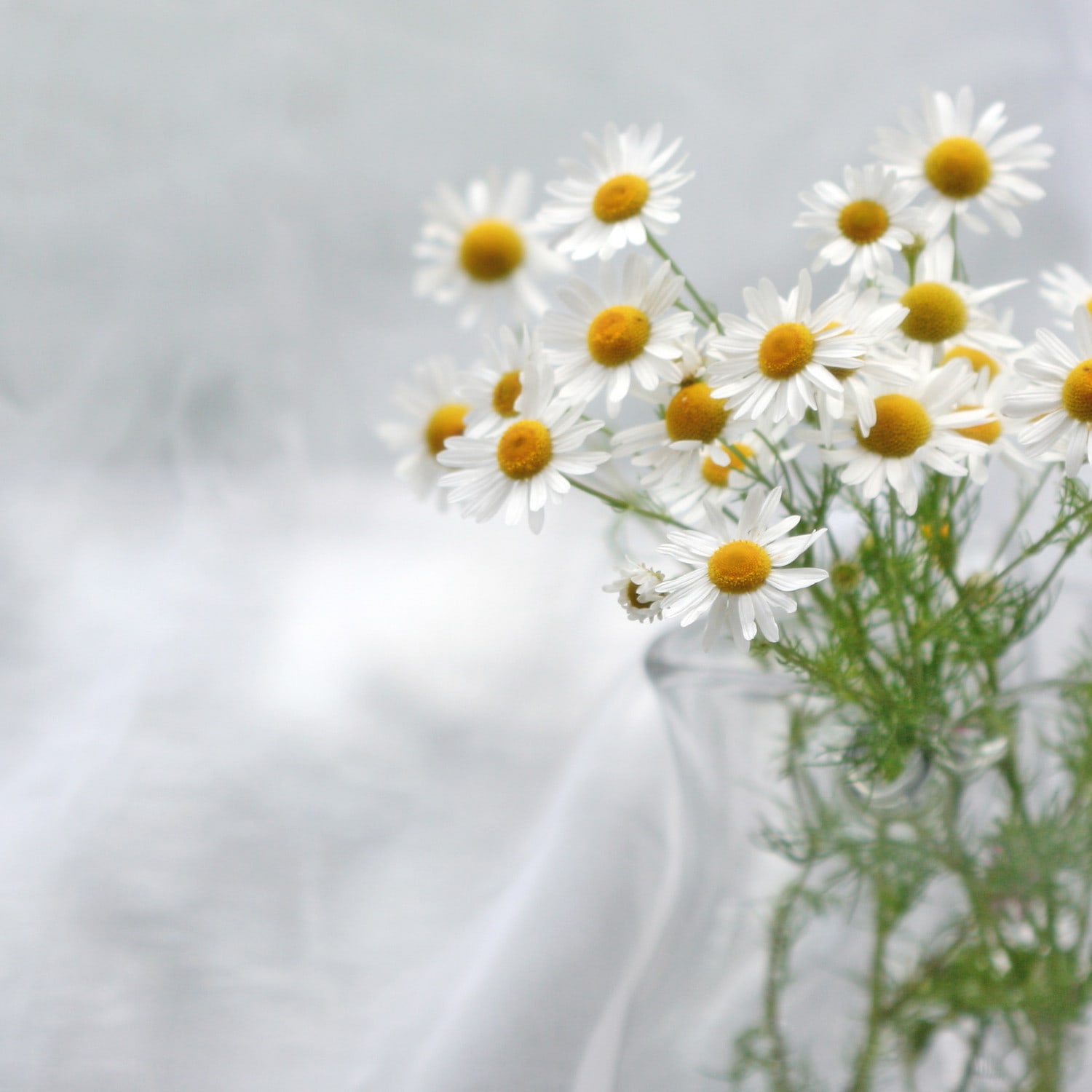 Die beruhigende Wirkung der Kamille Glasvase mit einigen frischen Kamillenblumen auf grauem Hintergrund