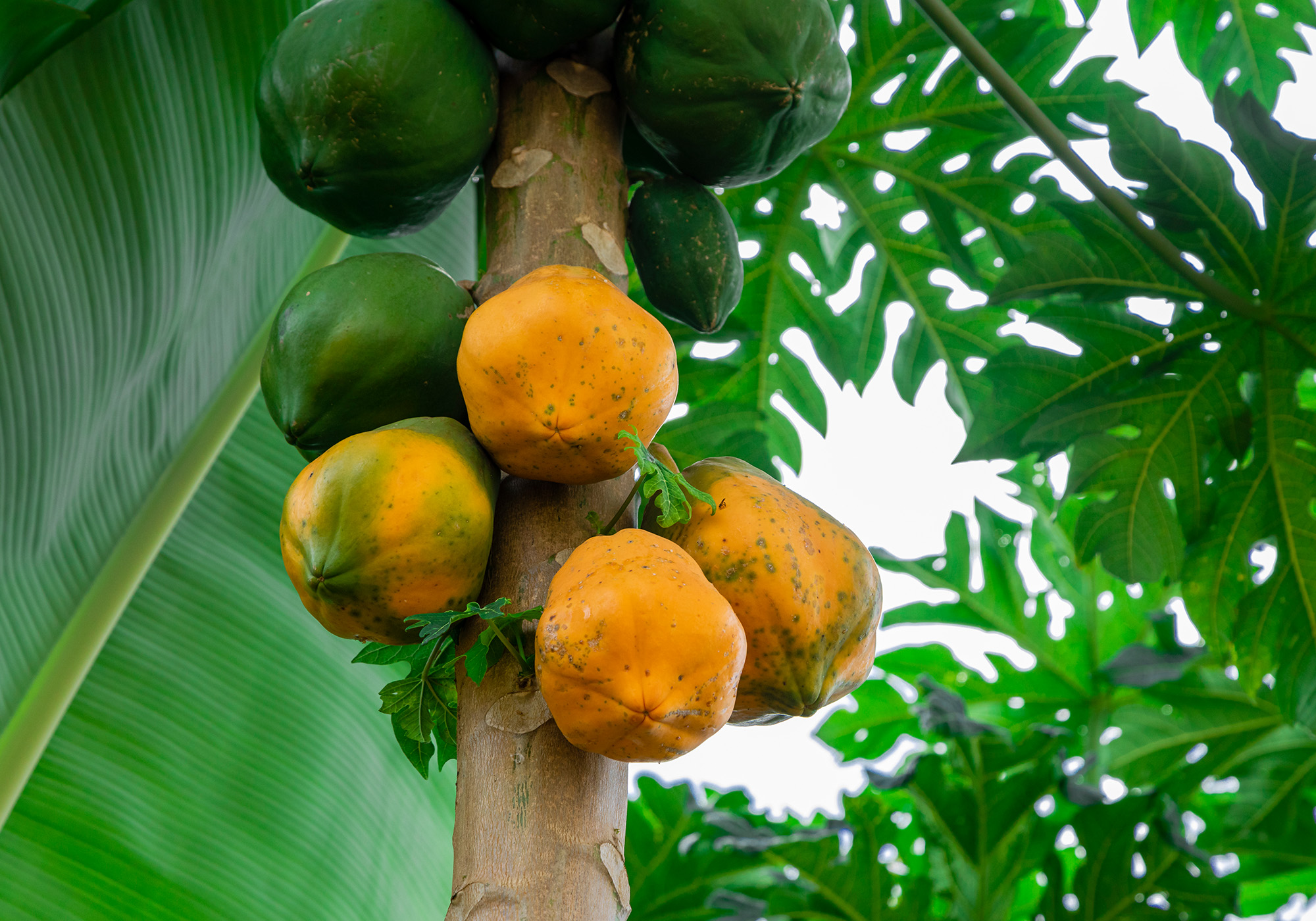 Papaya Früchte am Baum